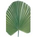 Livinstonia Palm